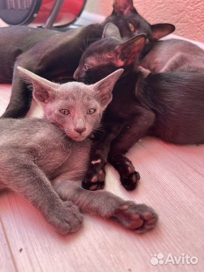 Котята ориенталы / Ориентальные котята