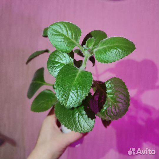 Цветы
