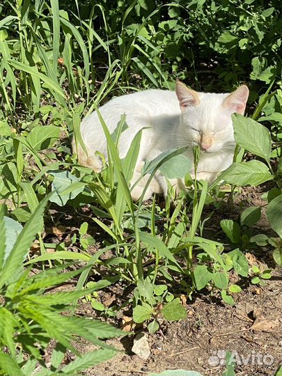 Котята 3 месяца