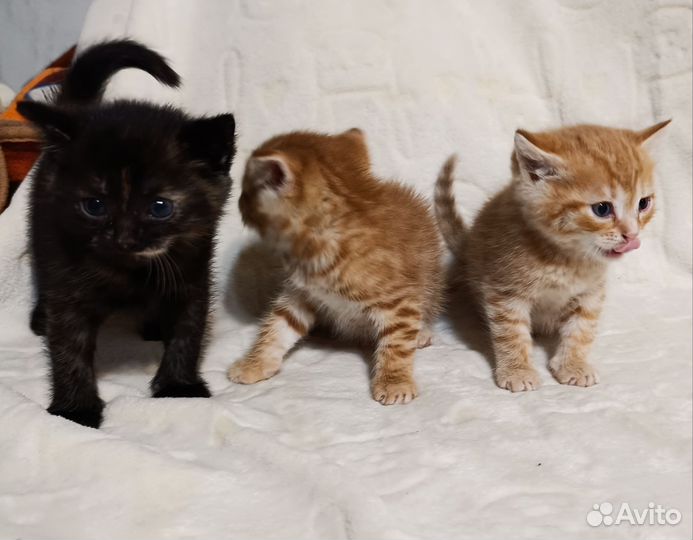 Котята в добрые руки