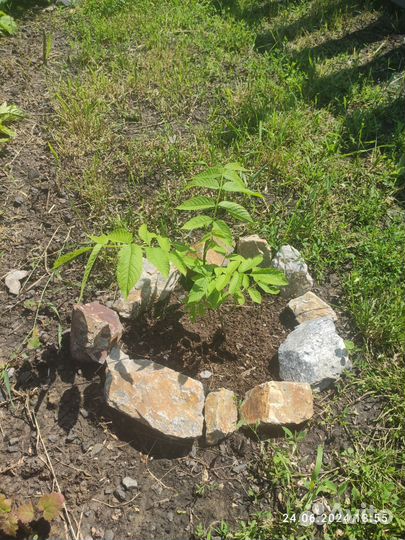 Маньчжурский орех