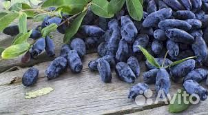 Саженцы жимолости канадских и российских сортов