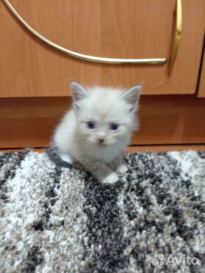Кошка в дар бесплатно