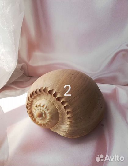 Морские ракушки,раковины