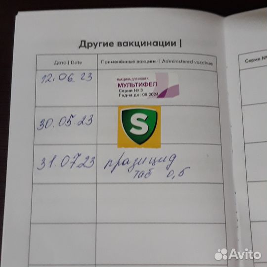 Шотландского вислоухого