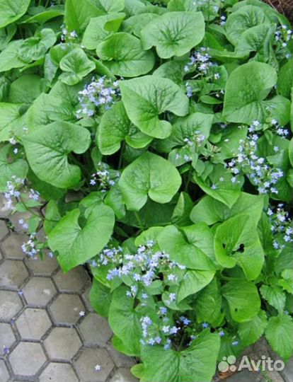 Бруннера сибирская