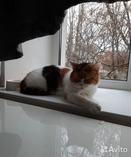 Передержка животных