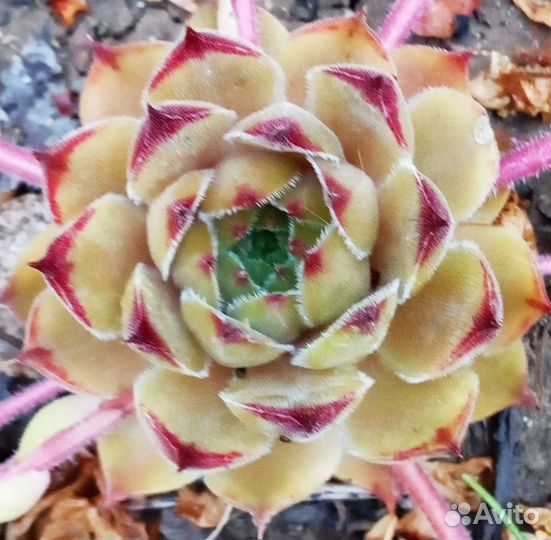 Каменные розы. Молодило