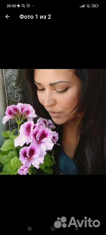 Королевская пеларгония фиолетовая