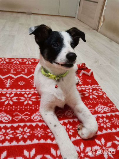 Красавица Лея,3 мес