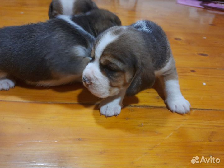 Щенки бигля