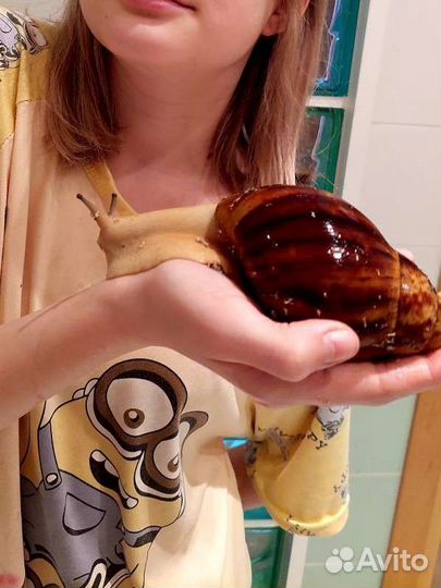 Улитки архахатины маргината овум. Гигантские