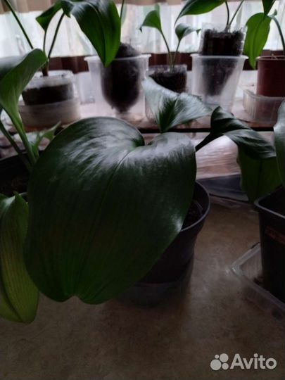 Сансевиерия, эухарис