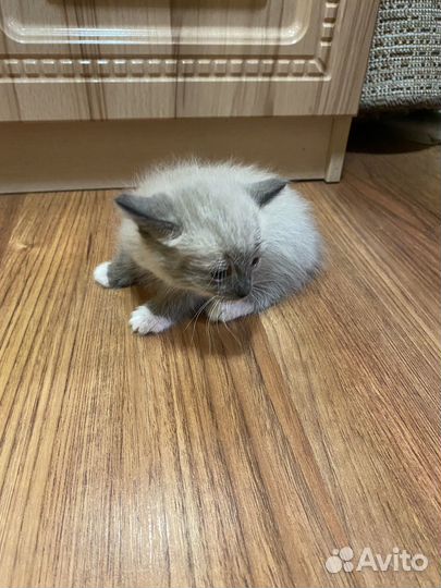 Котята в добрые руки бесплатно. г.о. Коломна