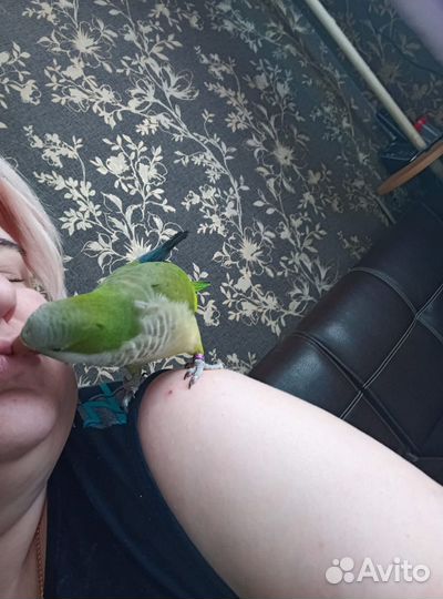 Продам попугая ручной монах калита/квакер