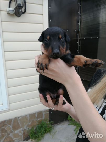 Щенки добермана