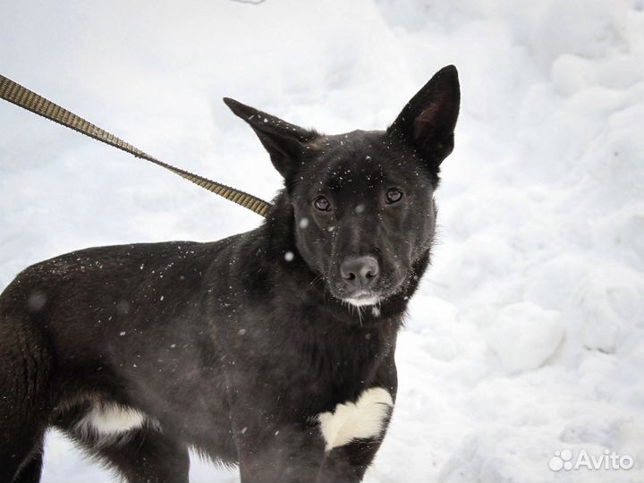 Отдам в добрые руки
