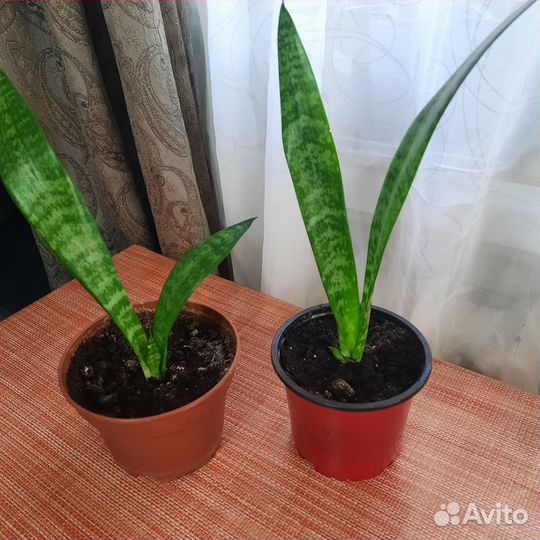 Сансевиерия