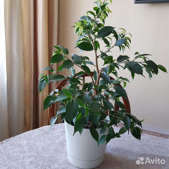 Фикус Бенджамина Наташа