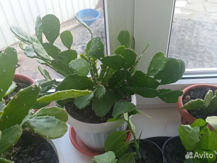 Кактус