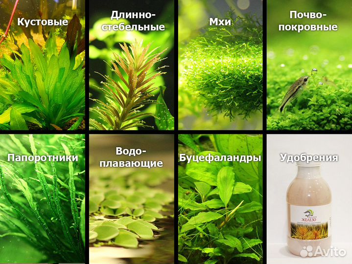 Растения аквариумные