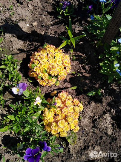 Примула махровая