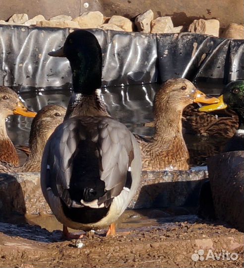 Селезень дикой утки