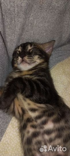 Редкий Бенгальский котёнок