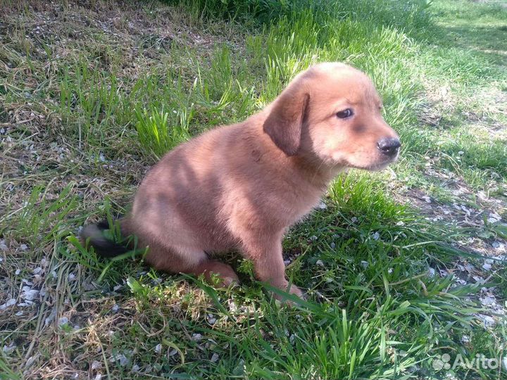 Аля-лабрадор