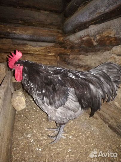 Гусята, утята, разные породы, инкубационное яйцо