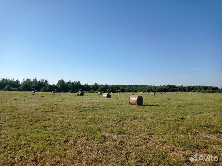 Сено в рулонах