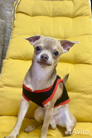 Вязка кобель чихуахуа