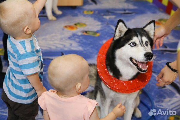 Хаски, Самоед фото, катания, Догшоу
