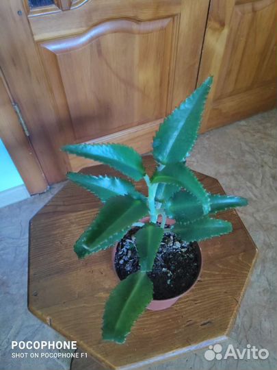 Лекарственные: алоэ, каланхоэ и золотой ус