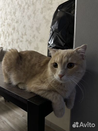 Кот для вязки смешанная порода