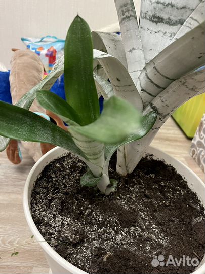 Цветок эхмея