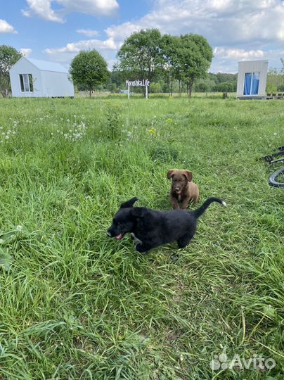 Щенки дратхаара 2мес