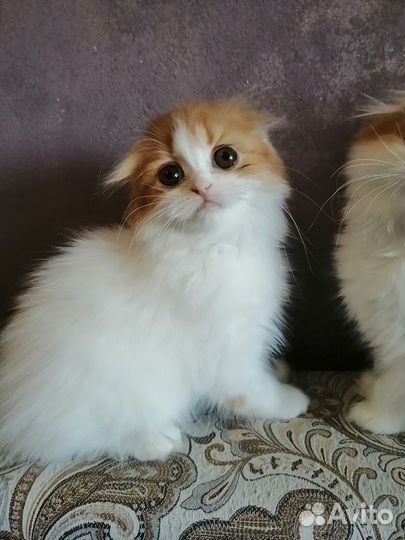 Шотландские котята