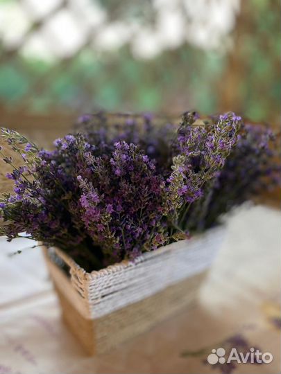Лаванда(букеты)