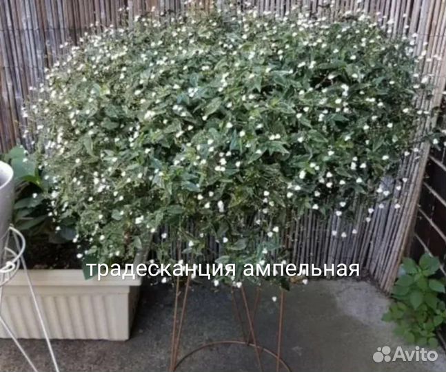Ампельные растения