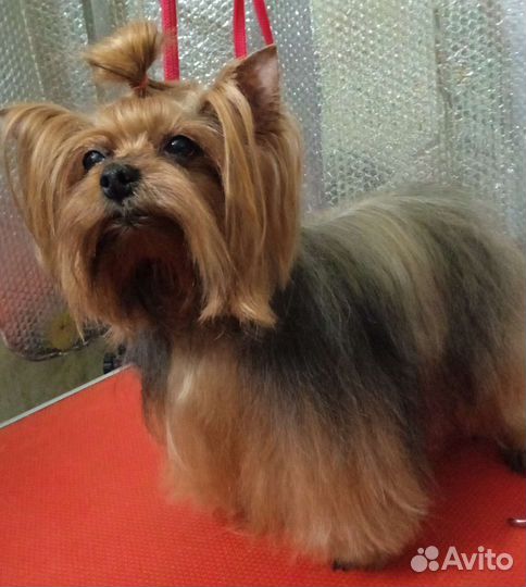 Йоркширский терьер