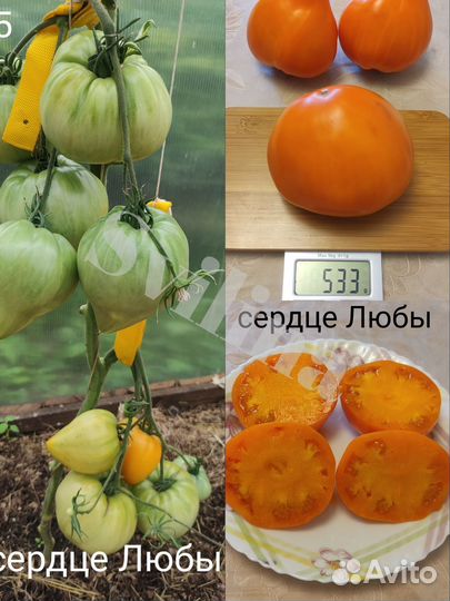 Семена томатов