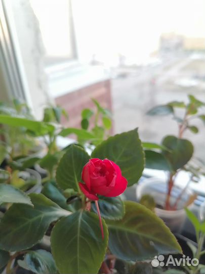 Бальзамин махровый