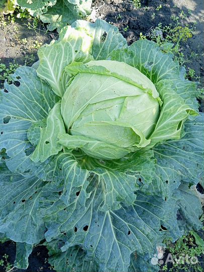 Овощи и фрукты