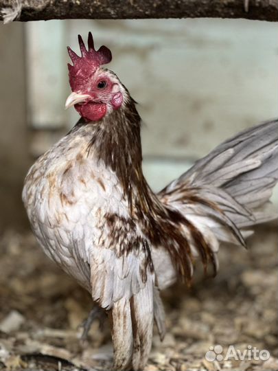 Серама карлики