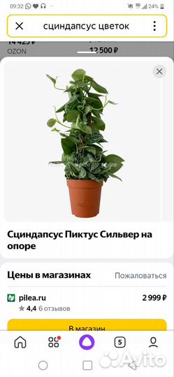 Сциндапсус Ауреум 30 см