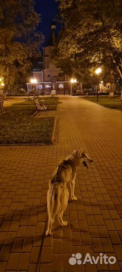 Хаски в добрые руки