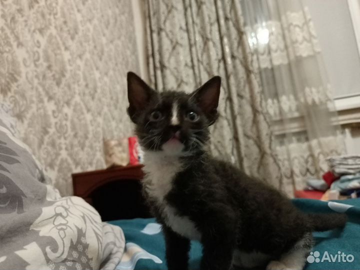 Котята сфинкс браш