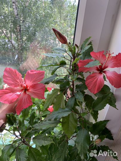 Гибискус купера