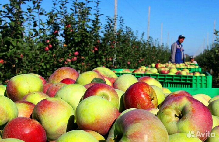 Сборщик. Вахта